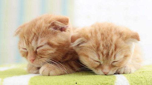 折耳猫娱乐吃瓜,揭秘网络红猫与吃瓜大V的精彩对决