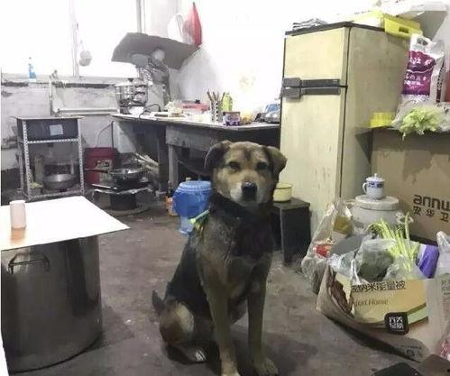 娱乐吃瓜酱搬家带狗,娱乐吃瓜酱携爱犬开启温馨搬家之旅