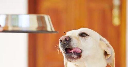 娱乐吃瓜酱狗吃鸡,狗子与鸡的欢乐互动大揭秘