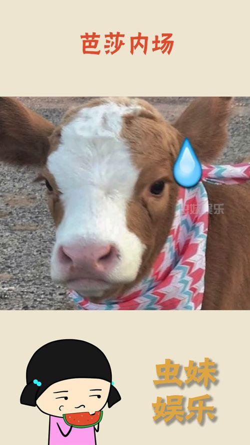 娱乐吃瓜酱考拉,揭秘娱乐圈那些不为人知的幕后故事