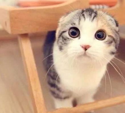 折耳猫娱乐吃瓜,揭秘娱乐圈吃瓜背后的真相与趣味